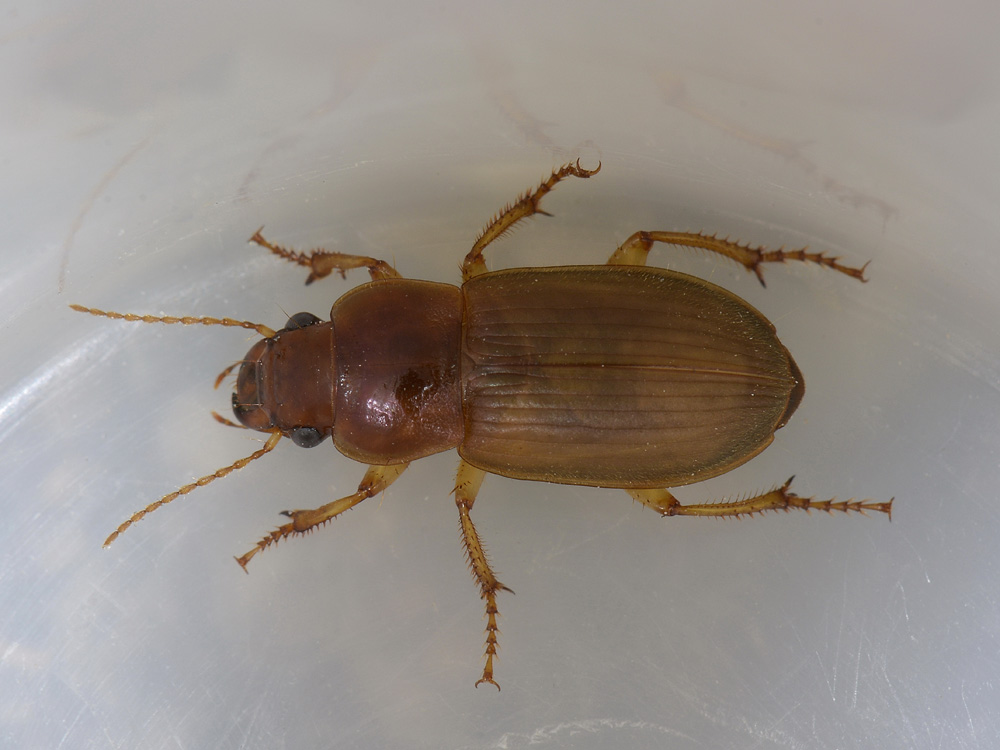 Harpalus affinis neosfarfallato